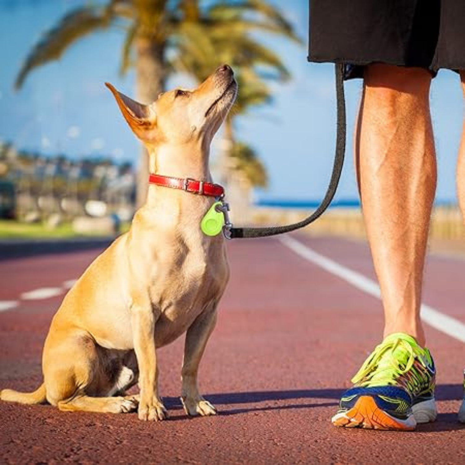 DogCatFri™ PetTracker - Bluetooth Pet Haustier Tracker