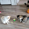 Catfri® CatChase: Interaktiv Rotierend Brummen Katze Spielzeug