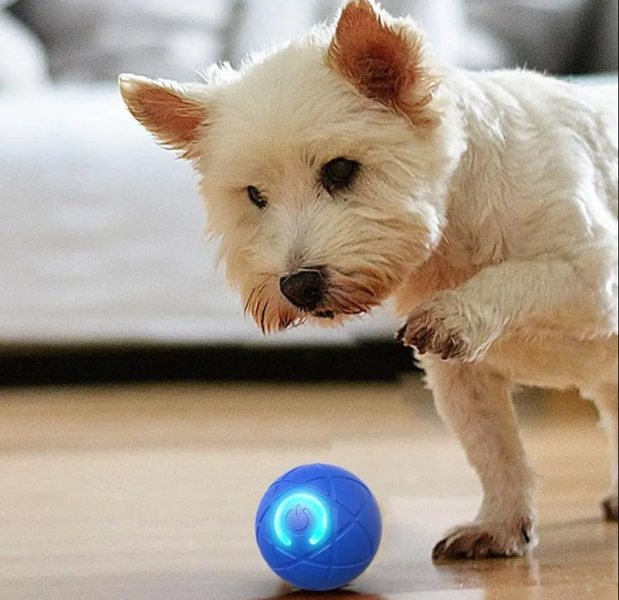 DogCatFri™ InteractiveBall: Wiederaufladbarer Interaktiver Haustier Spielzeugball